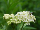 Asclepias incarnata &