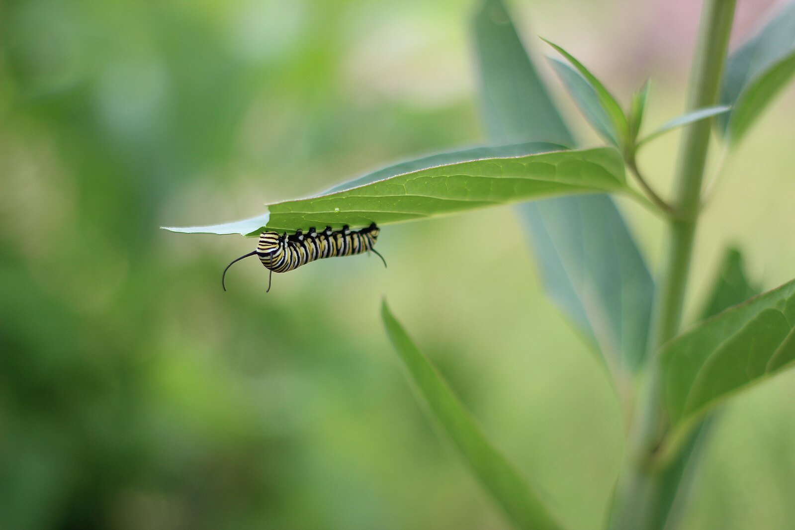 Asclepias incarnata &