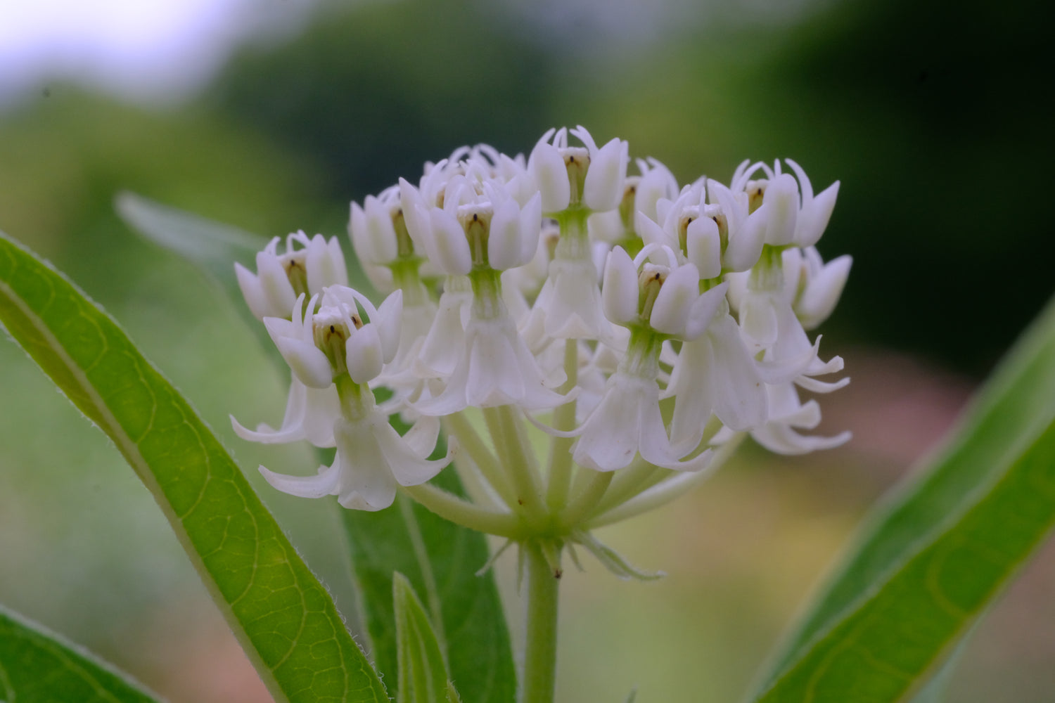 Asclepias incarnata &