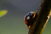 Asclepias incarnata (swamp milkweed) Ladybug eating aphids