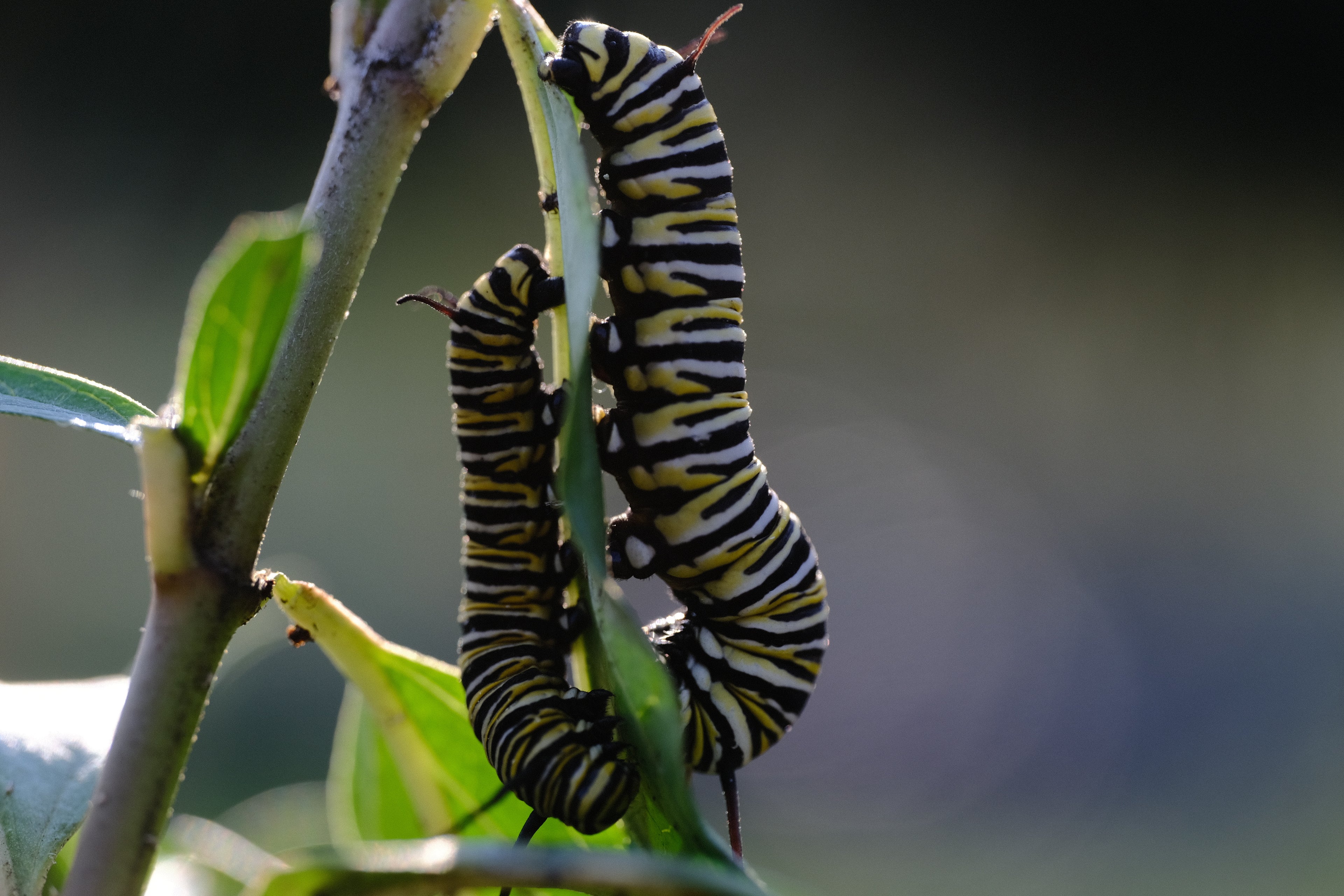 Asclepias incarnata (swamp milkweed) Monarch caterpillars eating leaves