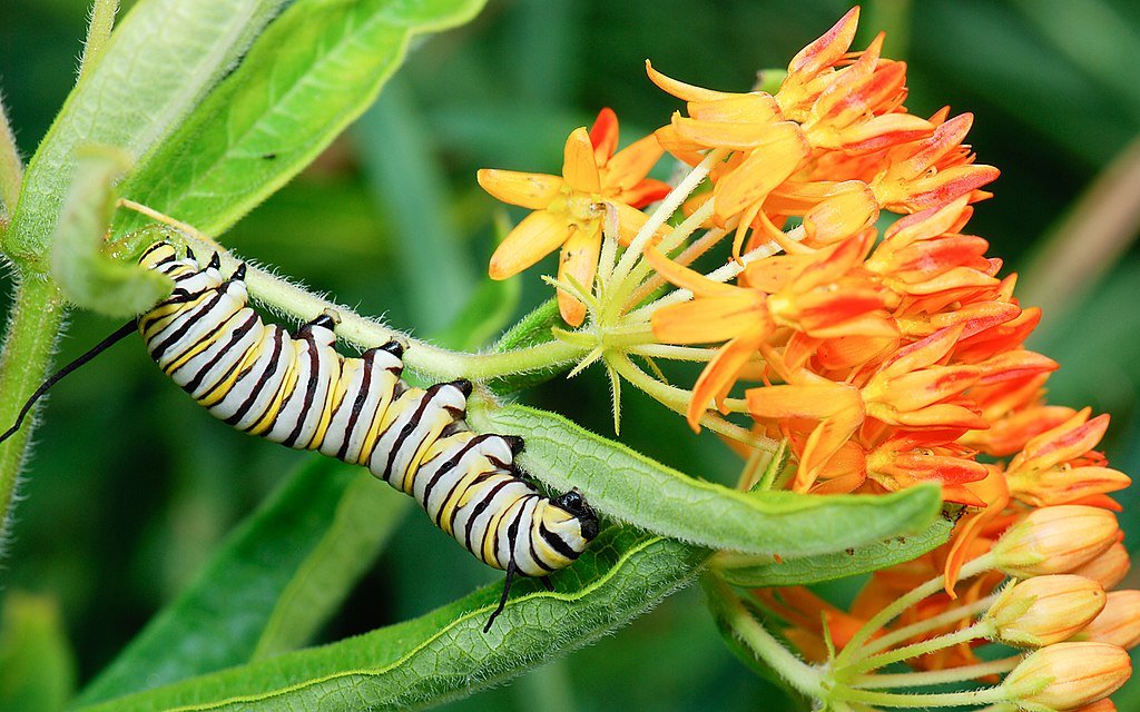 Asclepias tuberosa (butterfly weed) with Monarch caterpillar