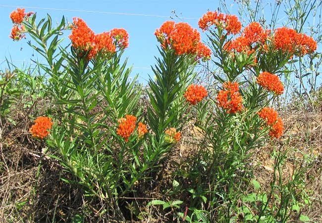 Asclepias tuberosa (butterfly weed) in its natural habitat