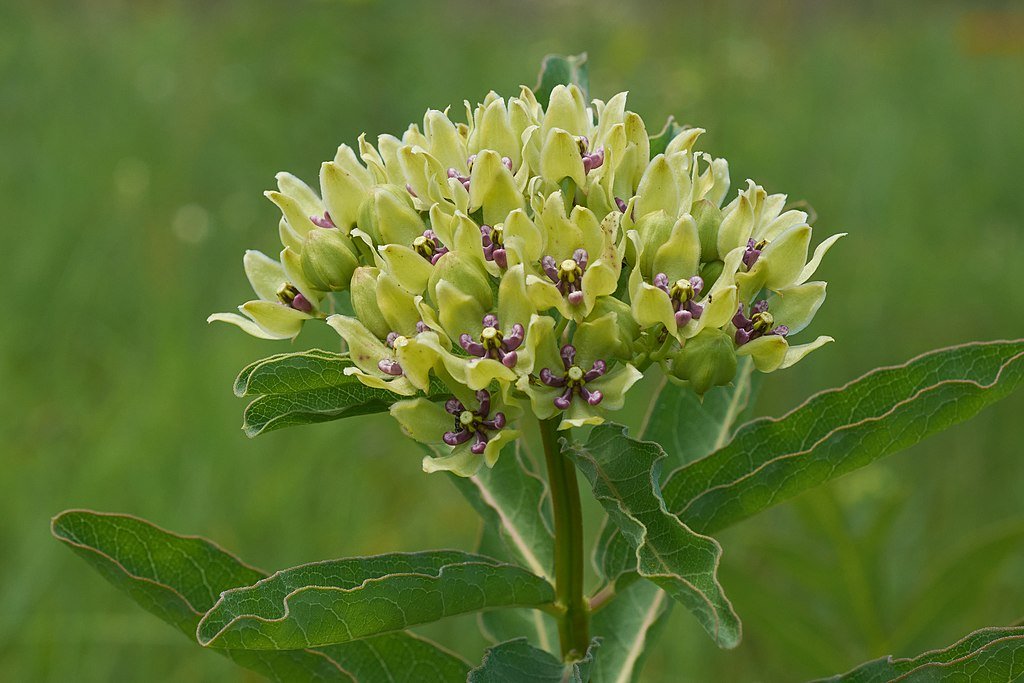 Asclepias viridis (green milkweed) 