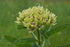 Asclepias viridis (green milkweed) 