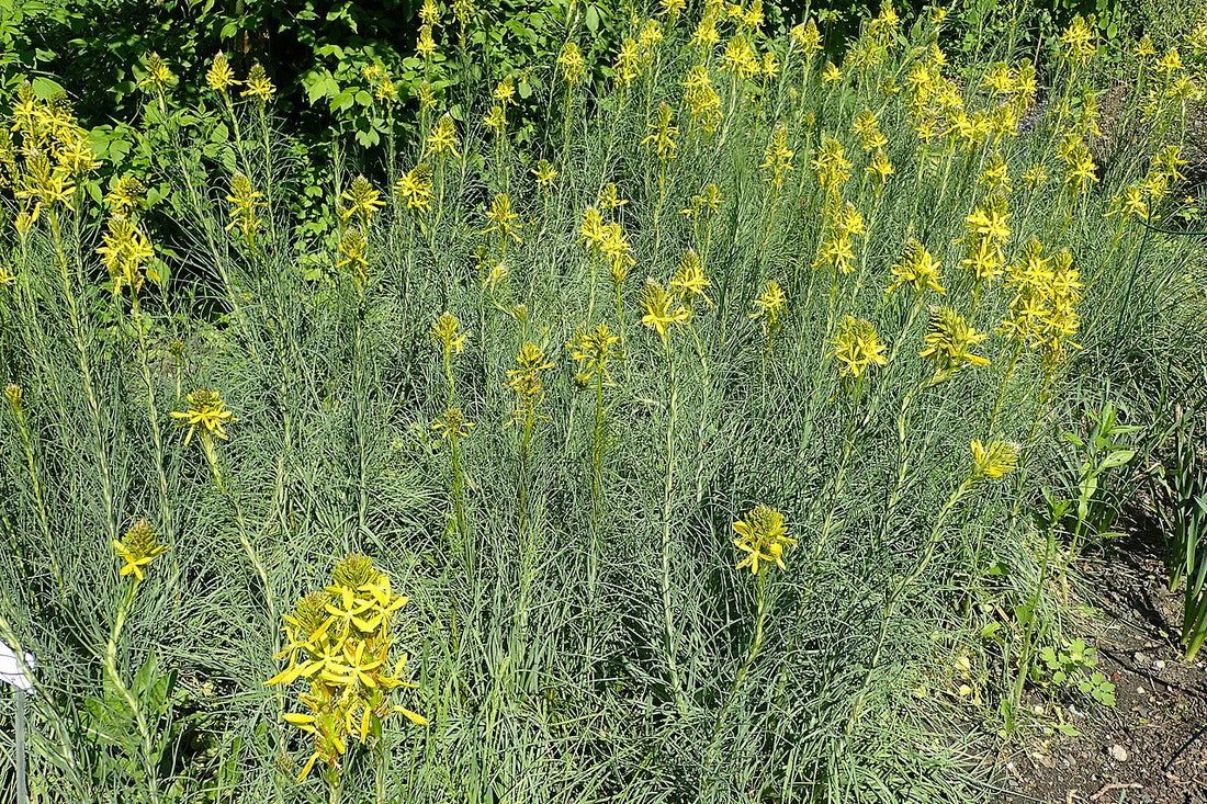 Asphodeline lutea (King&