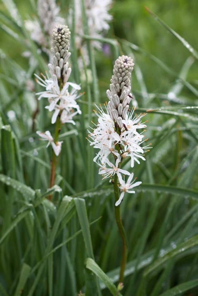 Asphodelus albus (white asphodel)