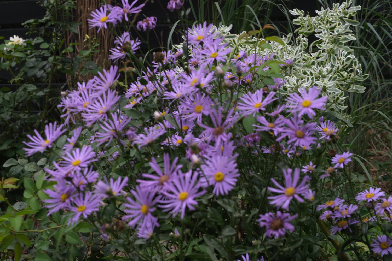 Purple asters with yellow centers blooming in a garden bed alongside green and variegated foliage.