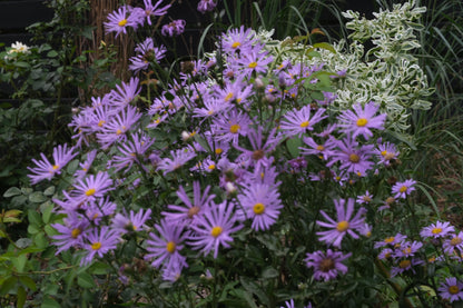 Purple asters with yellow centers blooming in a garden bed alongside green and variegated foliage.