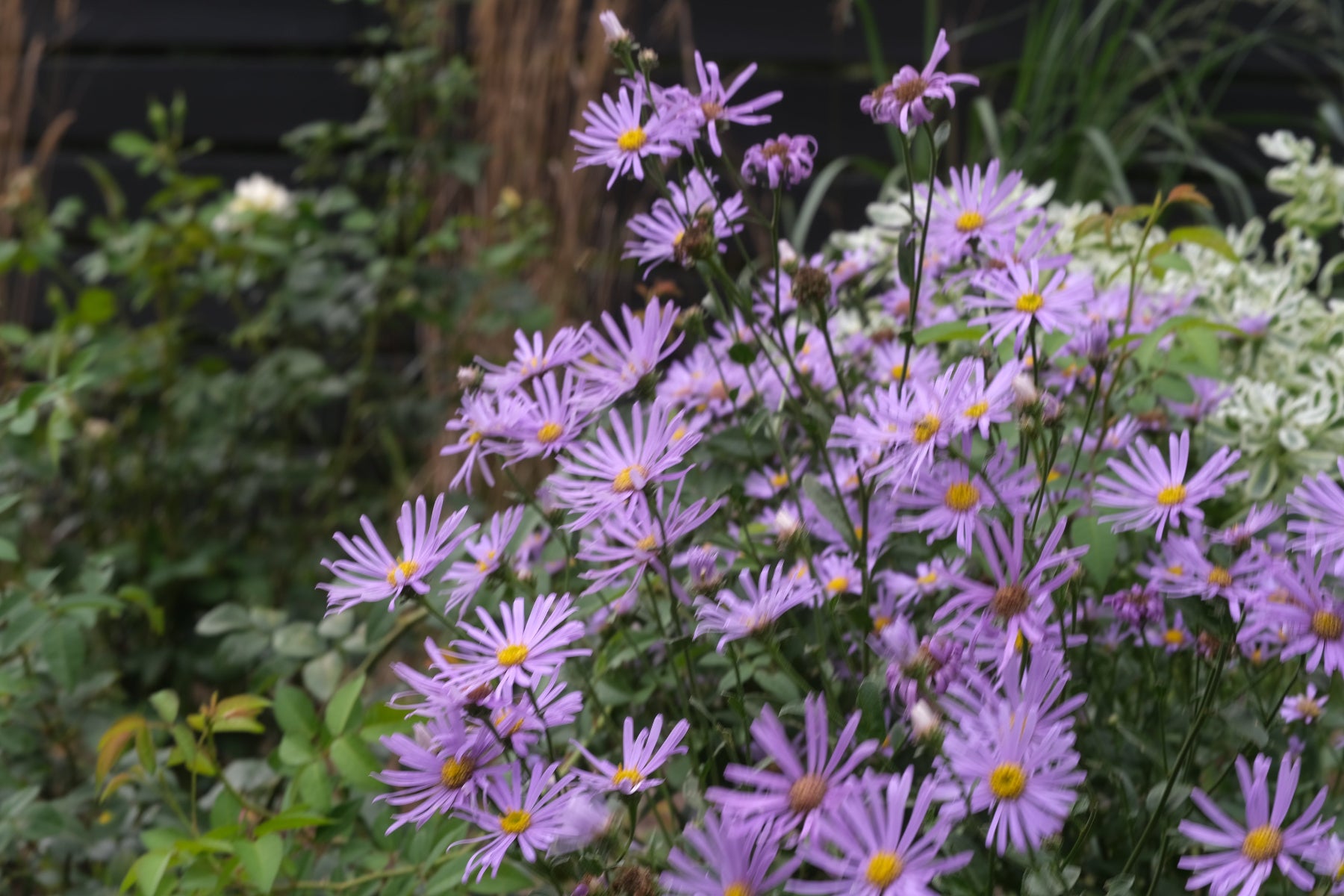 A cluster of purple asters with yellow centers blooming in a garden setting with green foliage and a dark wooden fence in the background.