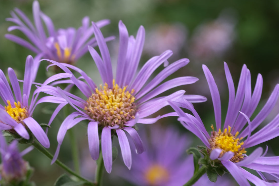Close-up of purple aster flowers with yellow centers in a garden setting.