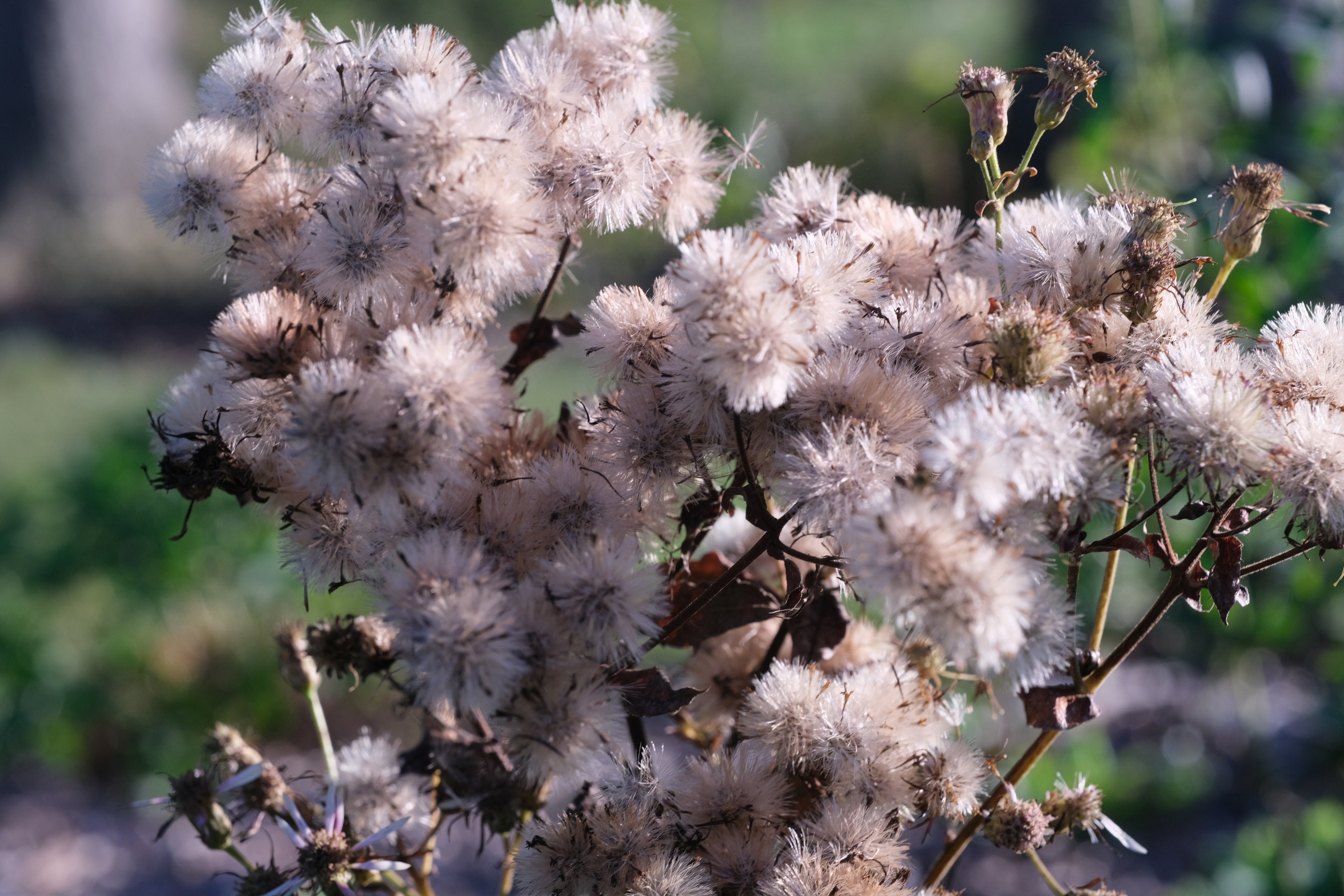 Aster macrophyllus (big-leaf aster) seed head