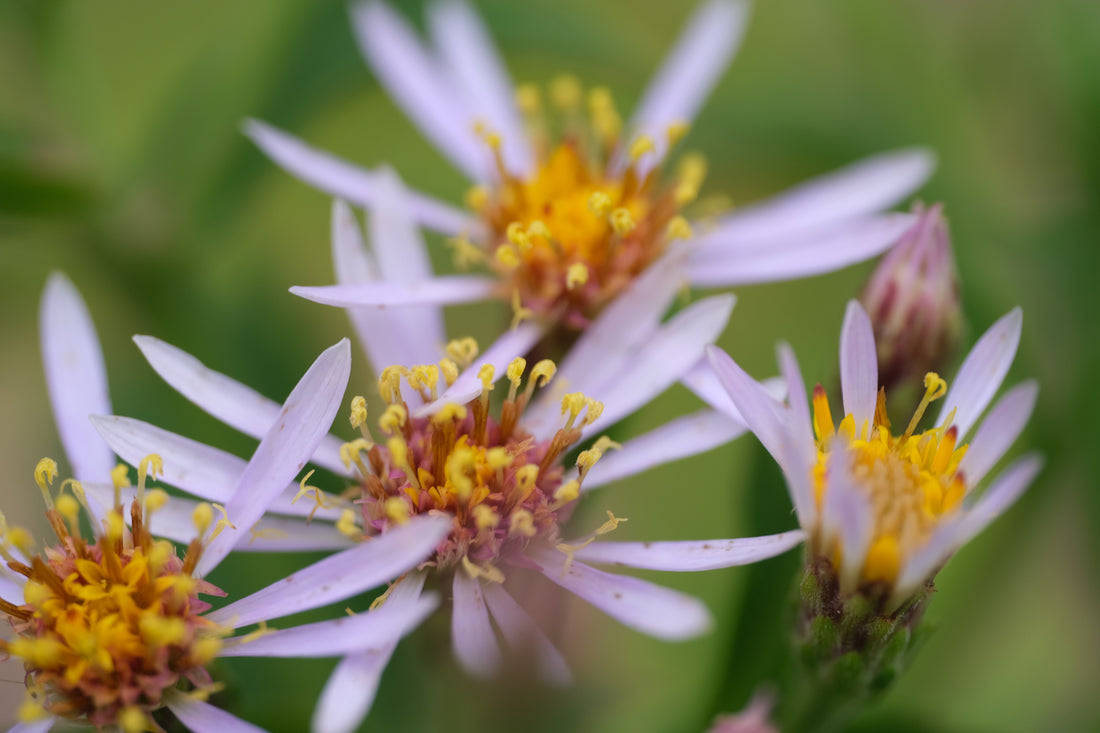 Aster macrophyllus (big-leaf aster) flowers