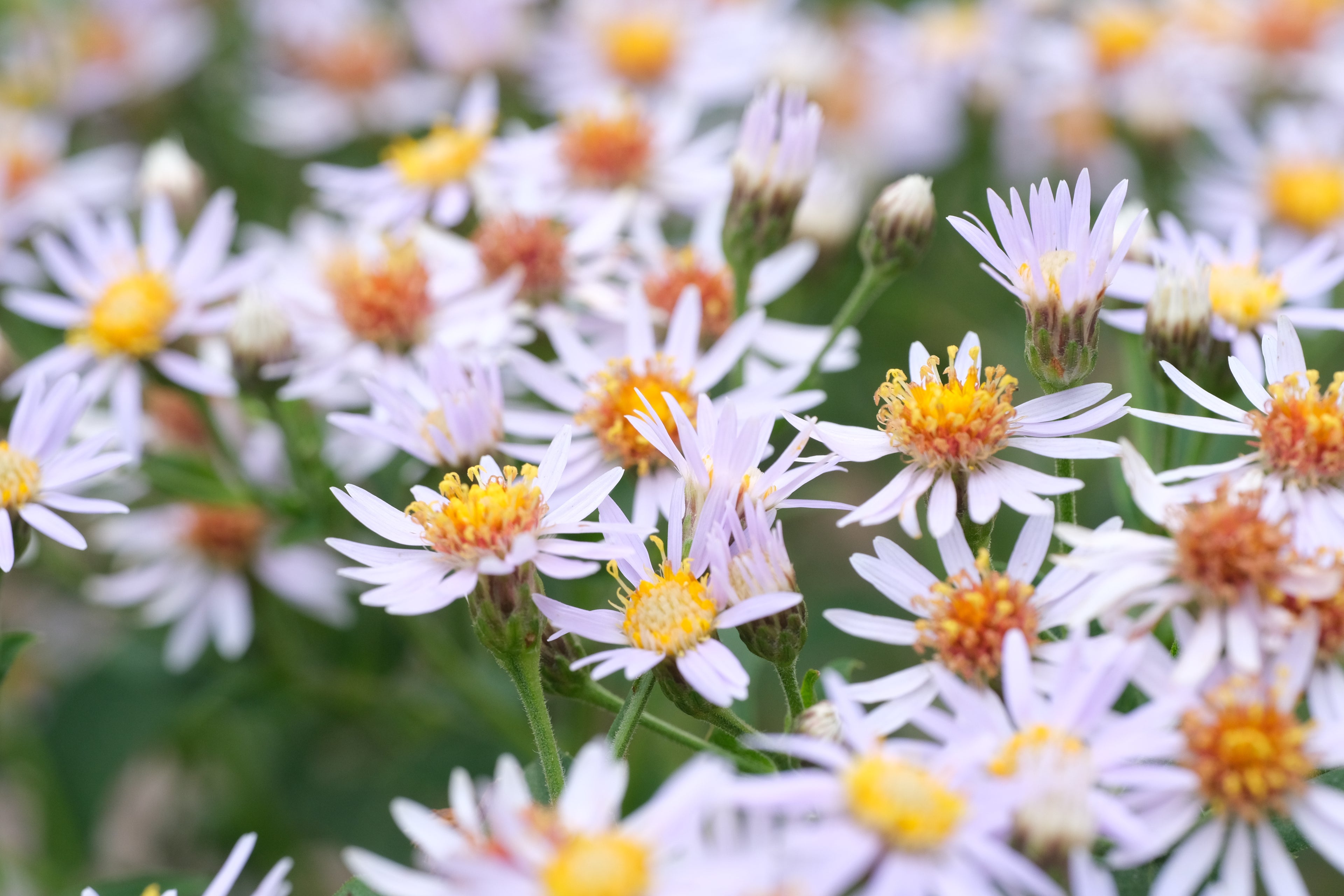 Aster macrophyllus (big-leaf aster) in bloom