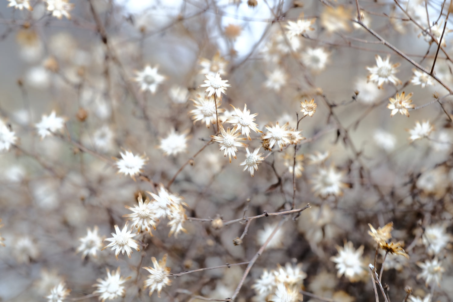 Aster macrophyllus | big-leaf aster