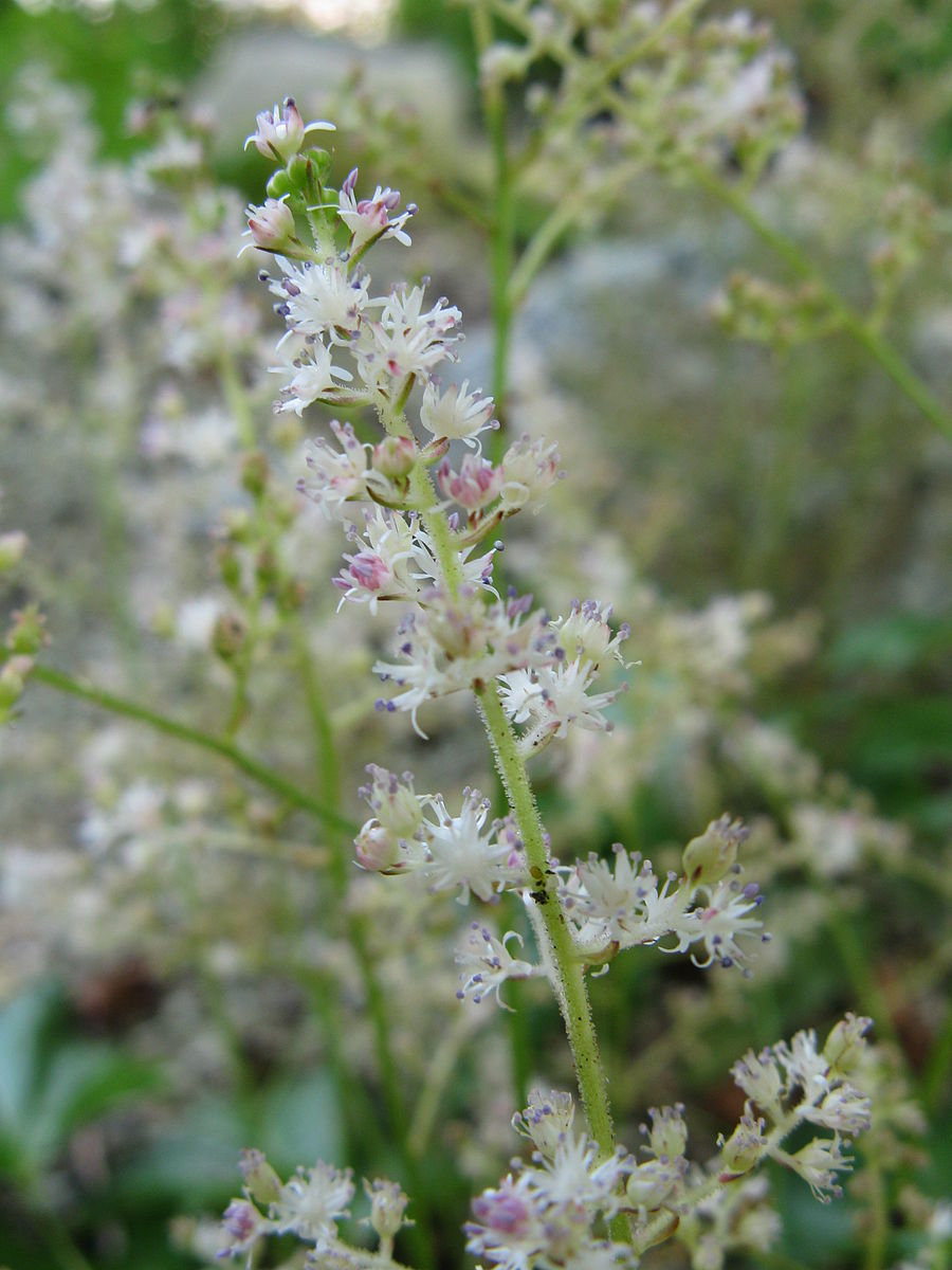 Astilbe simplicifolia | false spirea