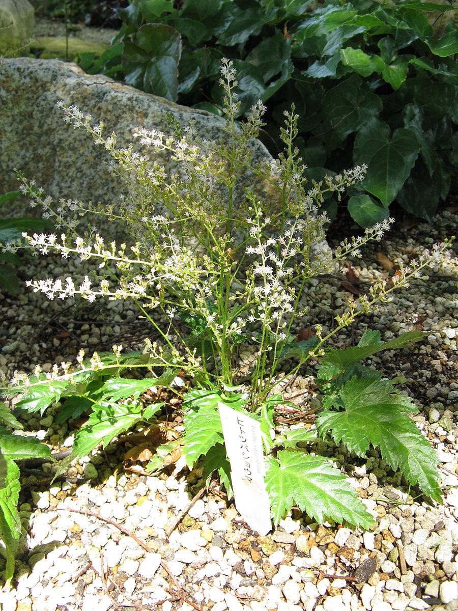 Astilbe simplicifolia | false spirea