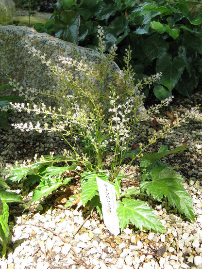 Astilbe simplicifolia