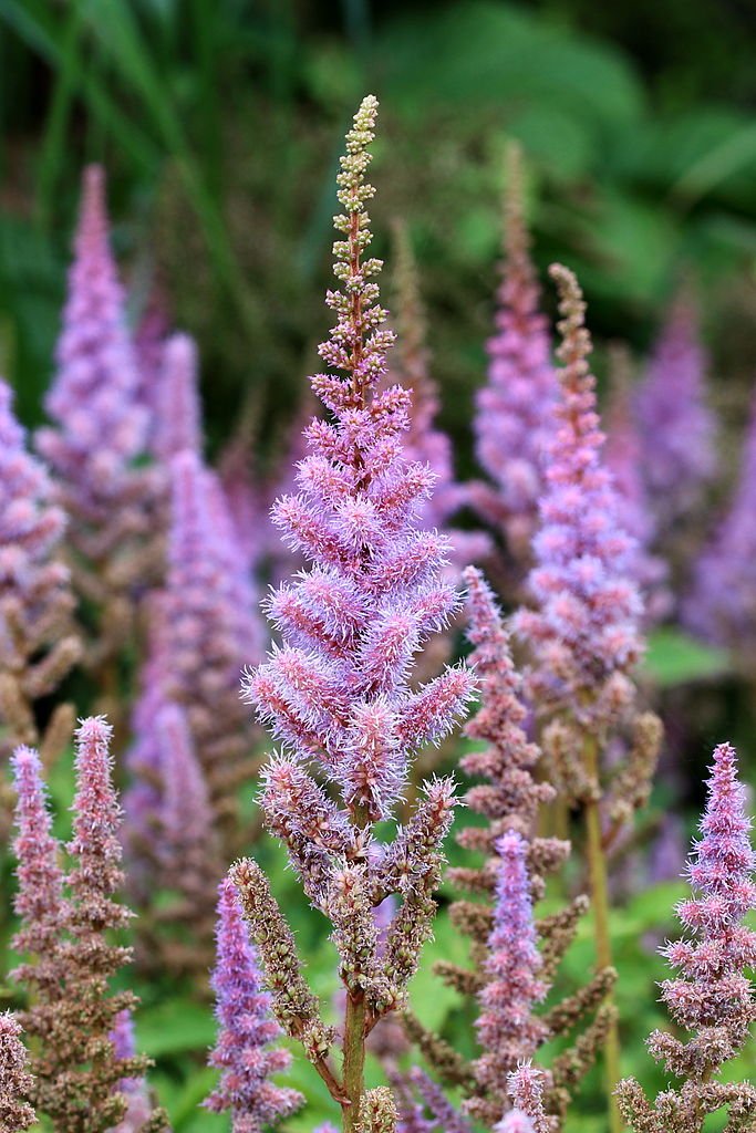 Astilbe chinensis var. pumila (dwarf Chinese astilbe) flowers