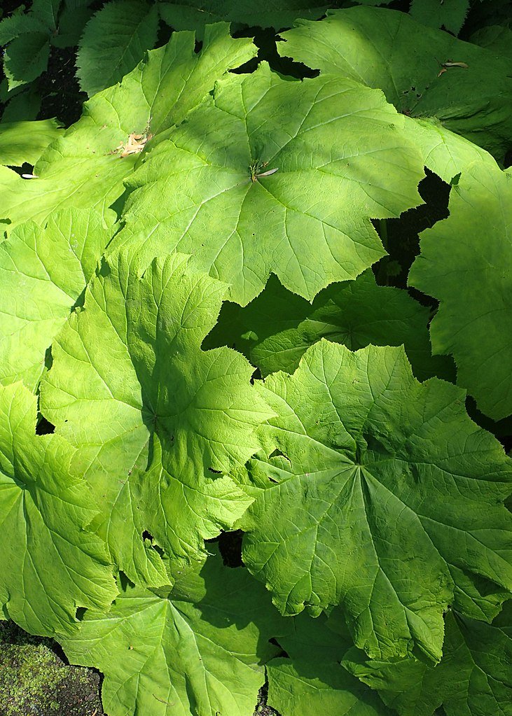 Astilboides tabularis (shieldleaf rodgersia)