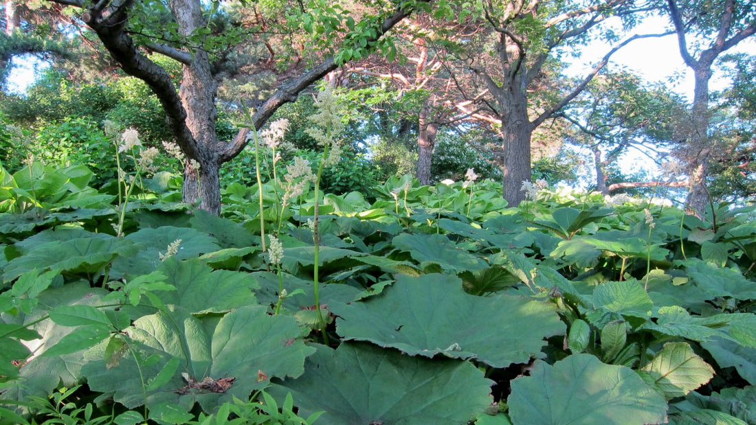 Astilboides tabularis (shieldleaf rodgersia) foliage