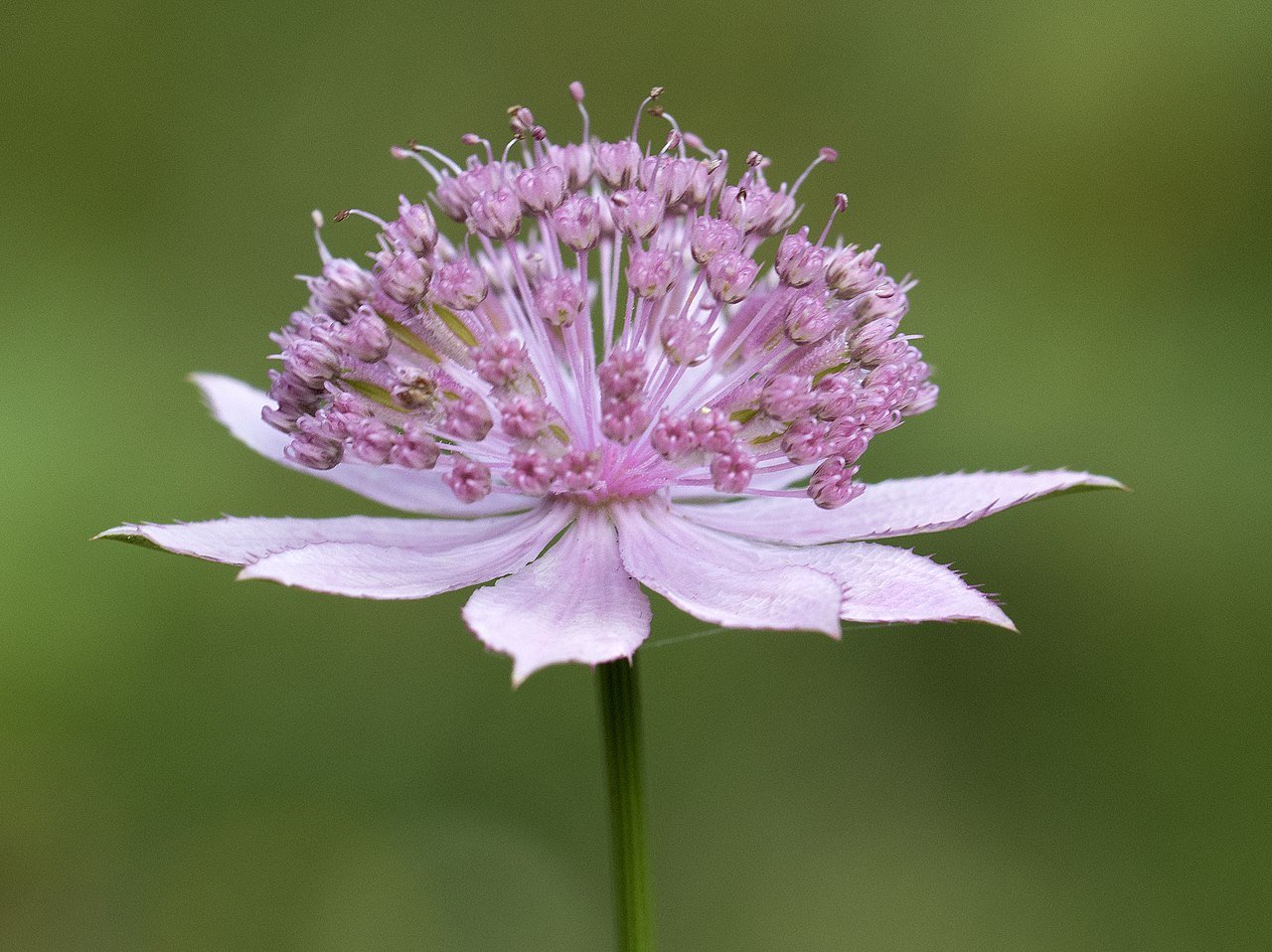 Astrantia maxima (largest masterwort)