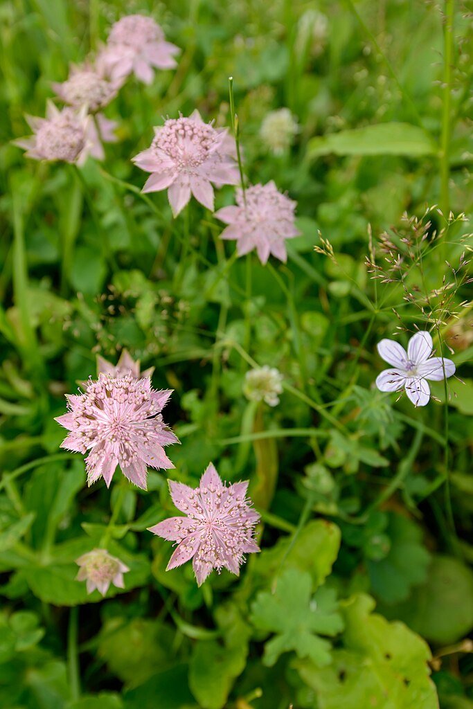 Astrantia maxima (largest masterwort) flowers