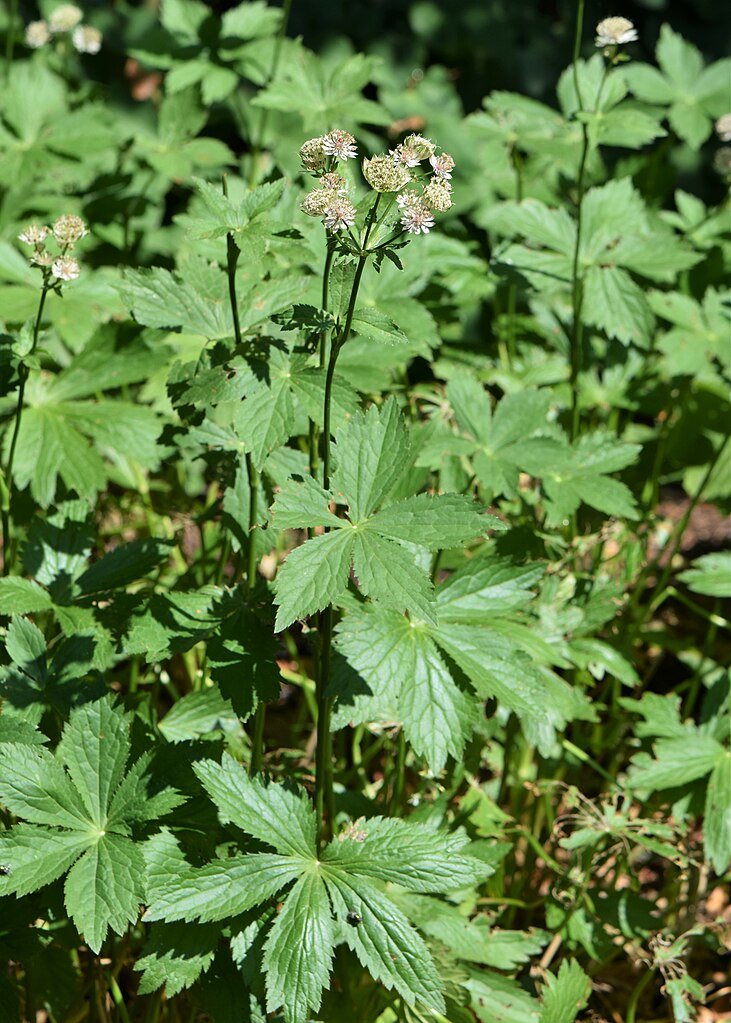 Astrantia maxima (largest masterwort) foliage