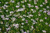 Petrorhagia saxifraga (tunic flower) pink and white flowers with green foliage