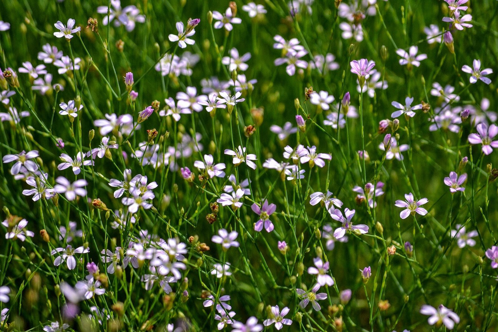 Petrorhagia saxifraga (tunic flower) pink and white flowers with green foliage