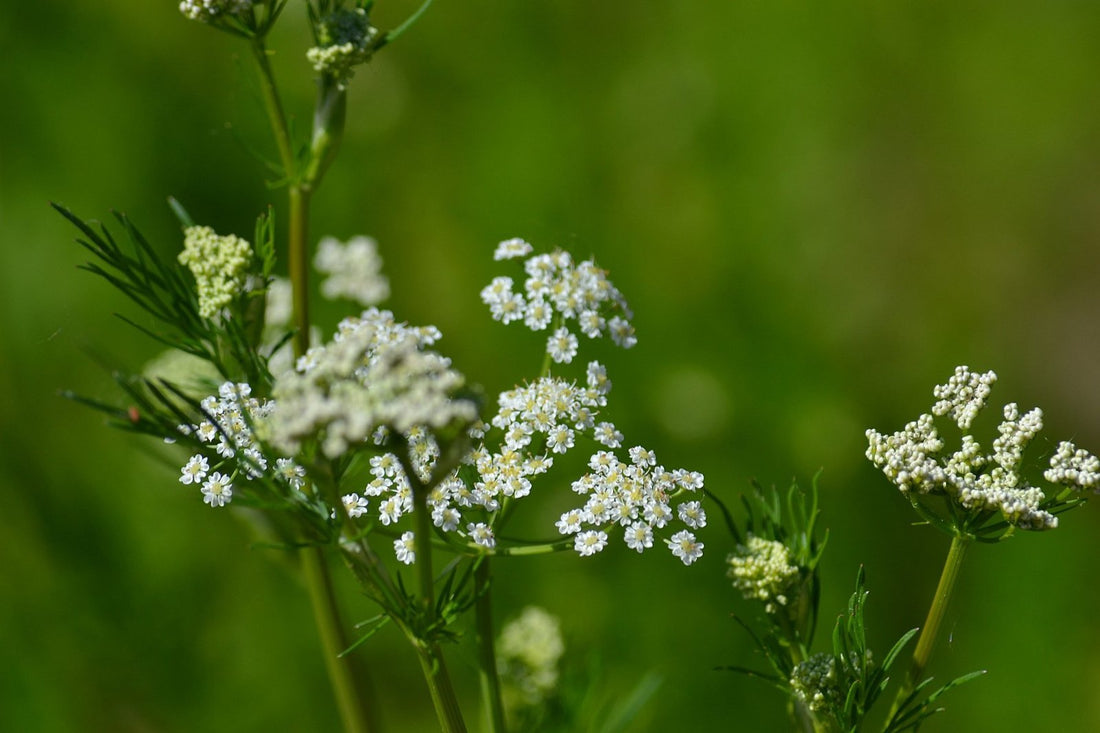 Carum carvi (caraway)