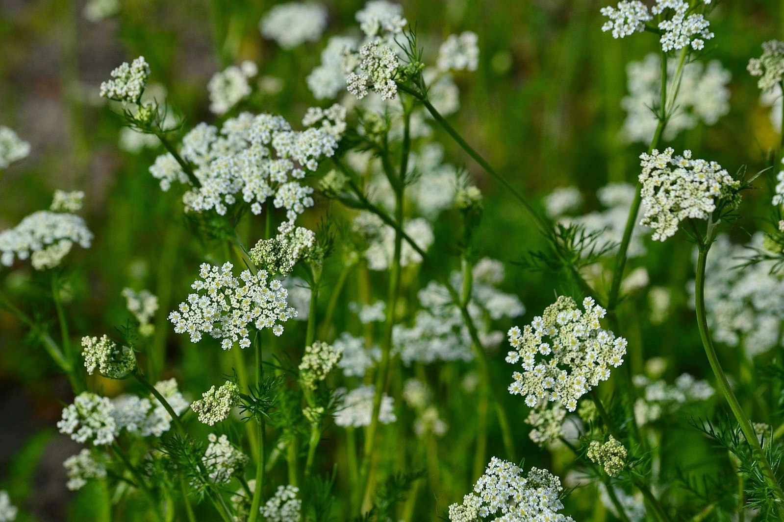 Carum carvi (caraway)