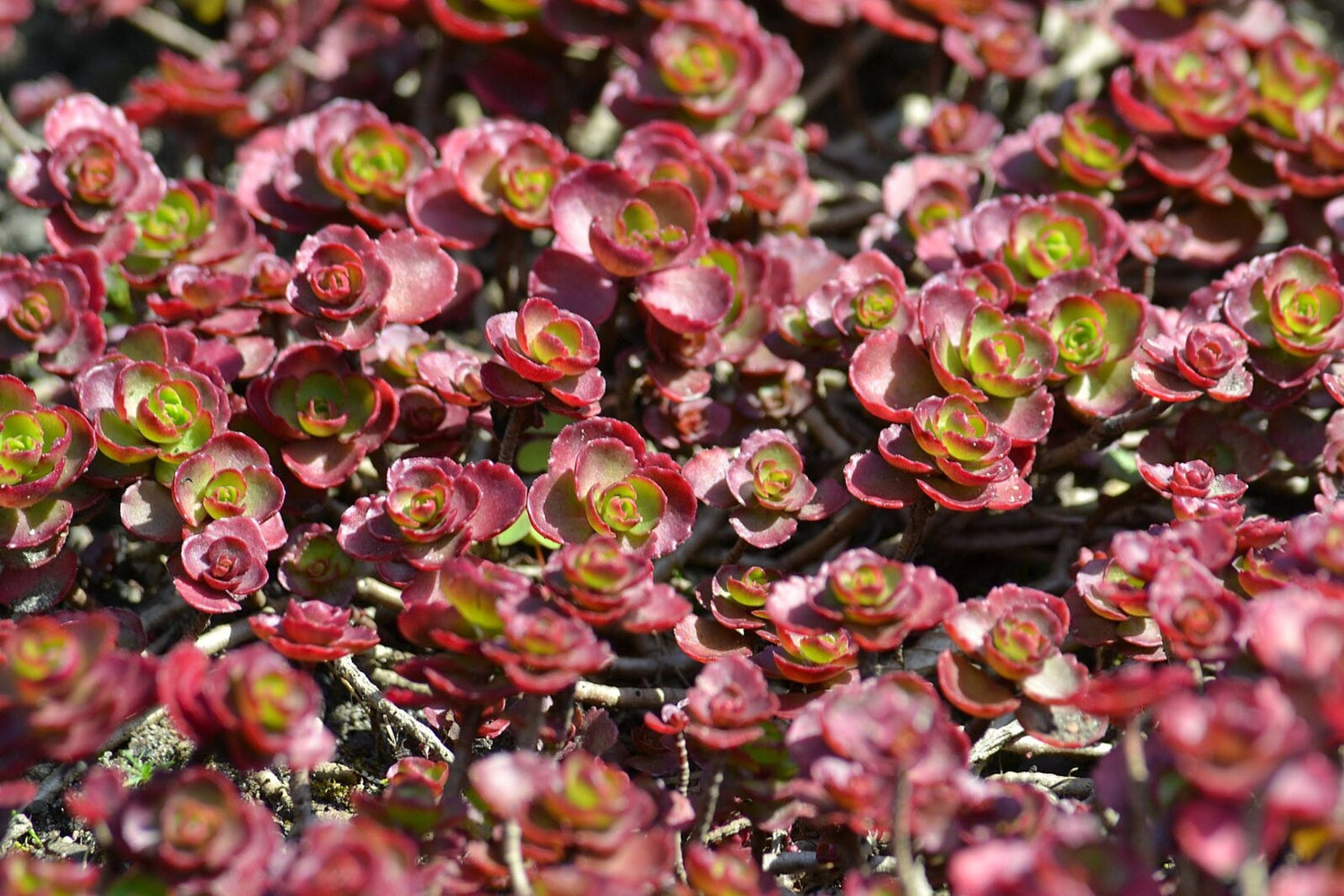 Close up of red succulent leaves of Sedum spurium var. coccineum, commonly known as dragon&