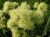 Thalictrum lucidum (shining meadow rue)