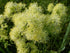 Thalictrum lucidum (shining meadow rue)