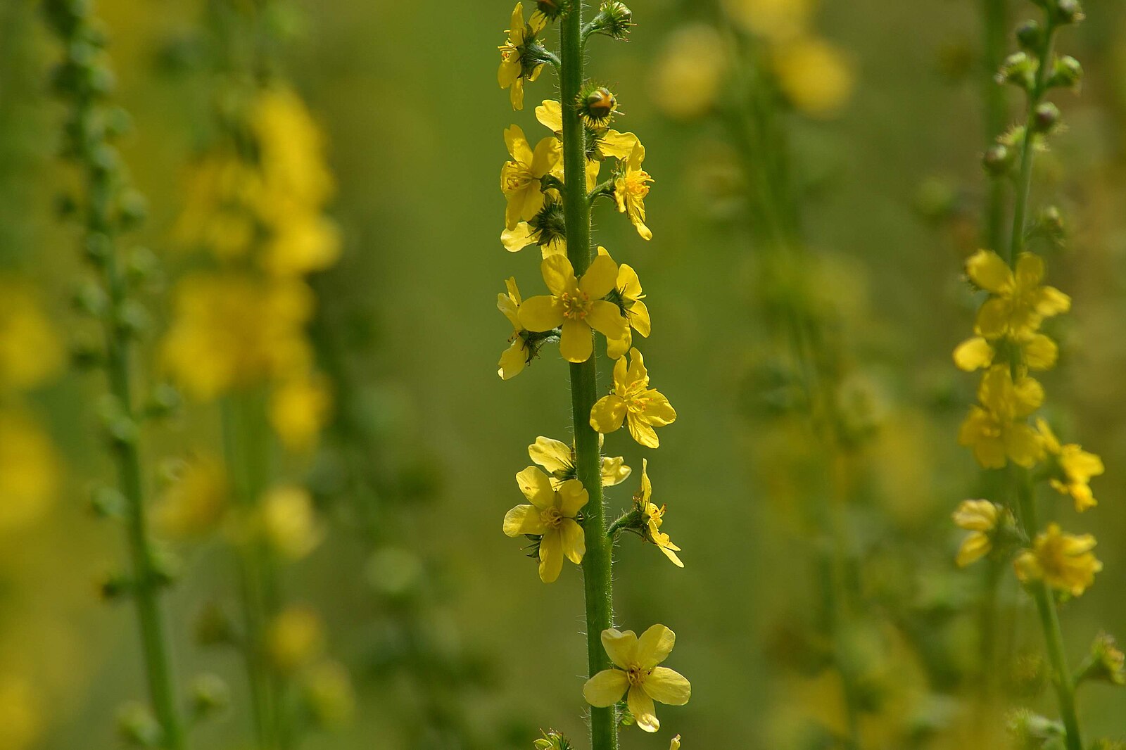 Agrimonia eupatoria (Church steeples) spires of flowers