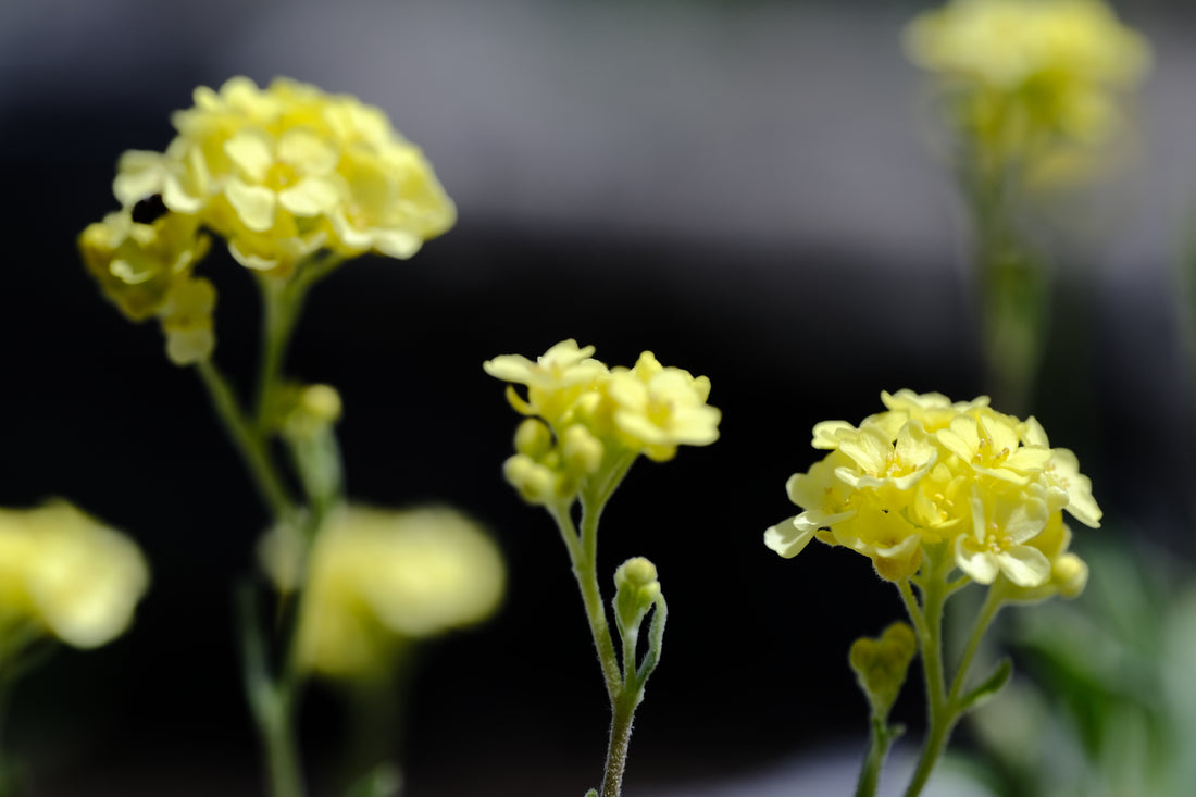 Aurinia saxatilis &