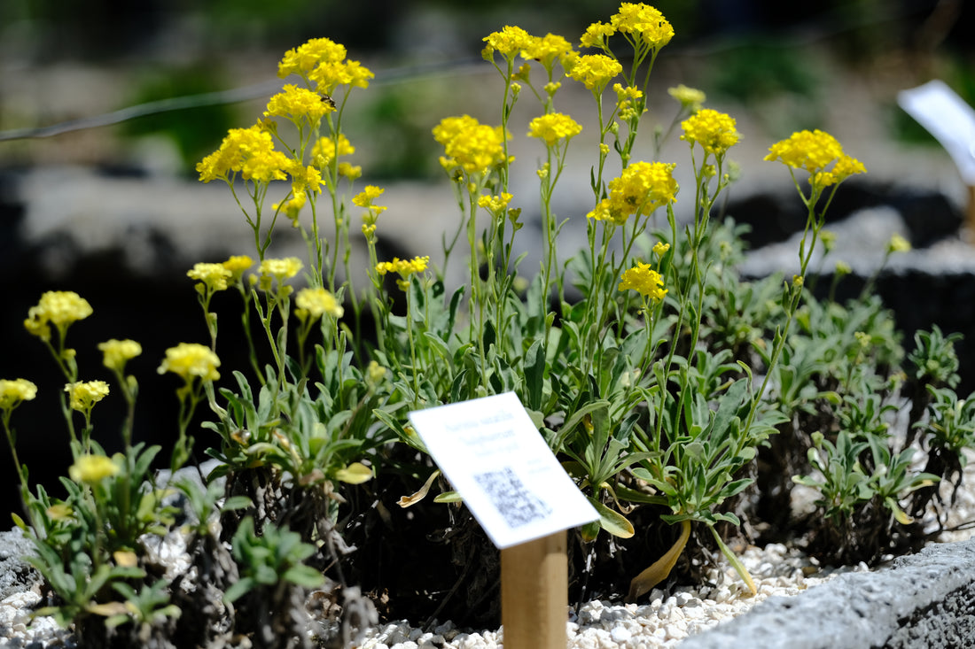 Aurinia saxatilis &
