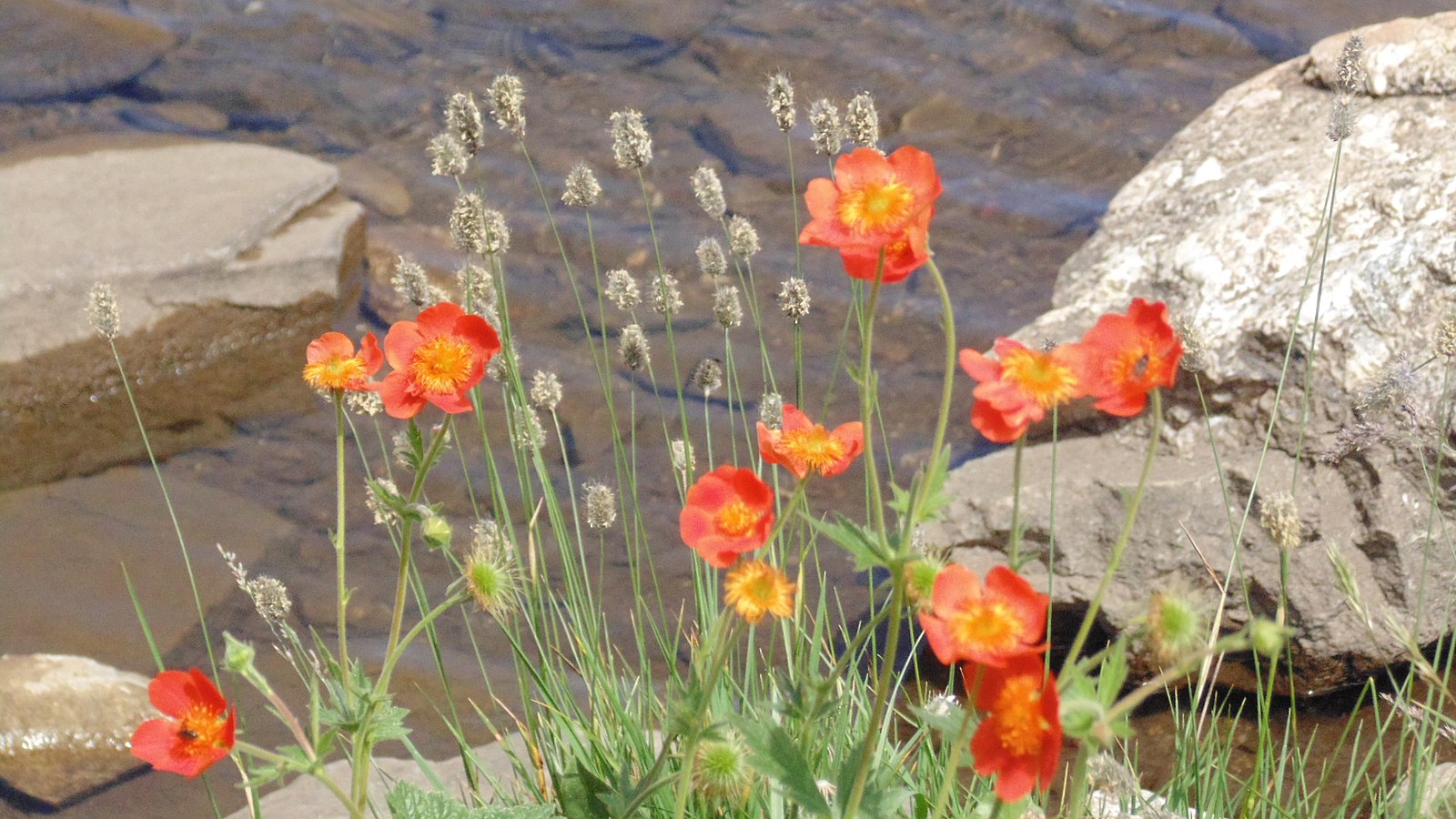 Geum coccineum Borisii strain (avens) near rocky stream