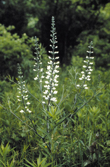 Baptisia alba (white false indigo)