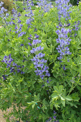 Baptisia australis (blue false indigo)