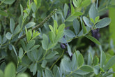 Baptisia australis (blue false indigo) foliage