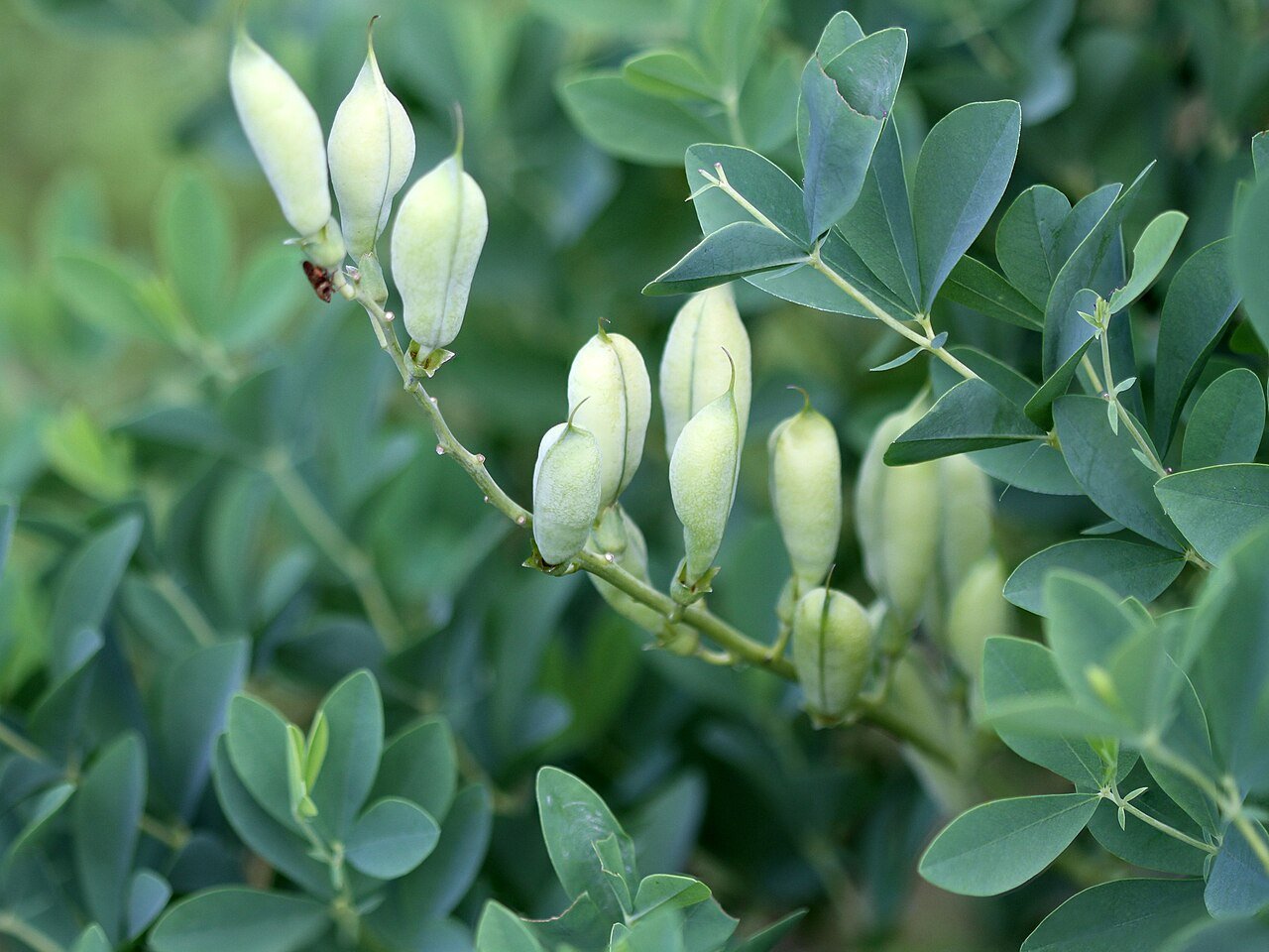 Baptisia australis (blue false indigo) seed pods