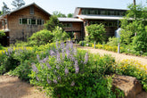 Baptisia australis (blue false indigo) in the garden