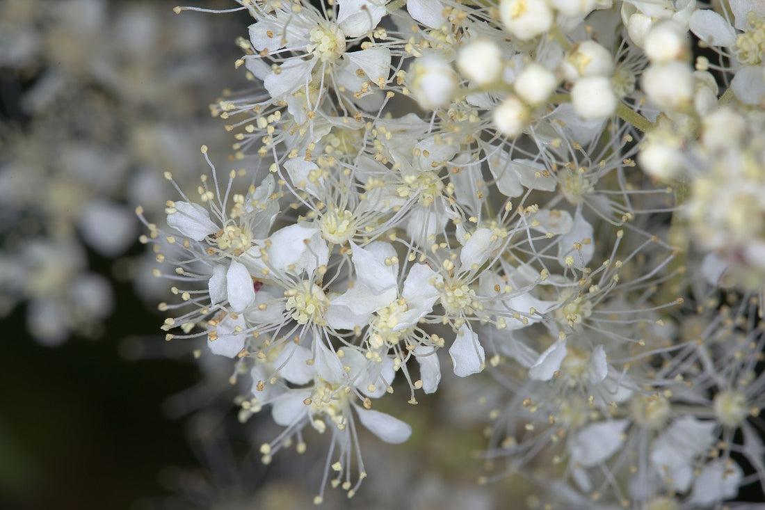 Filipendula ulmaria (queen of the meadow) flowers