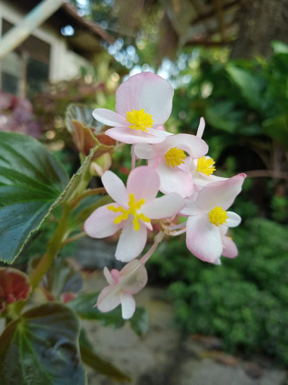 Begonia grandis (hardy begonia) blooms