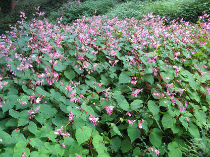 Begonia grandis (hardy begonia) form