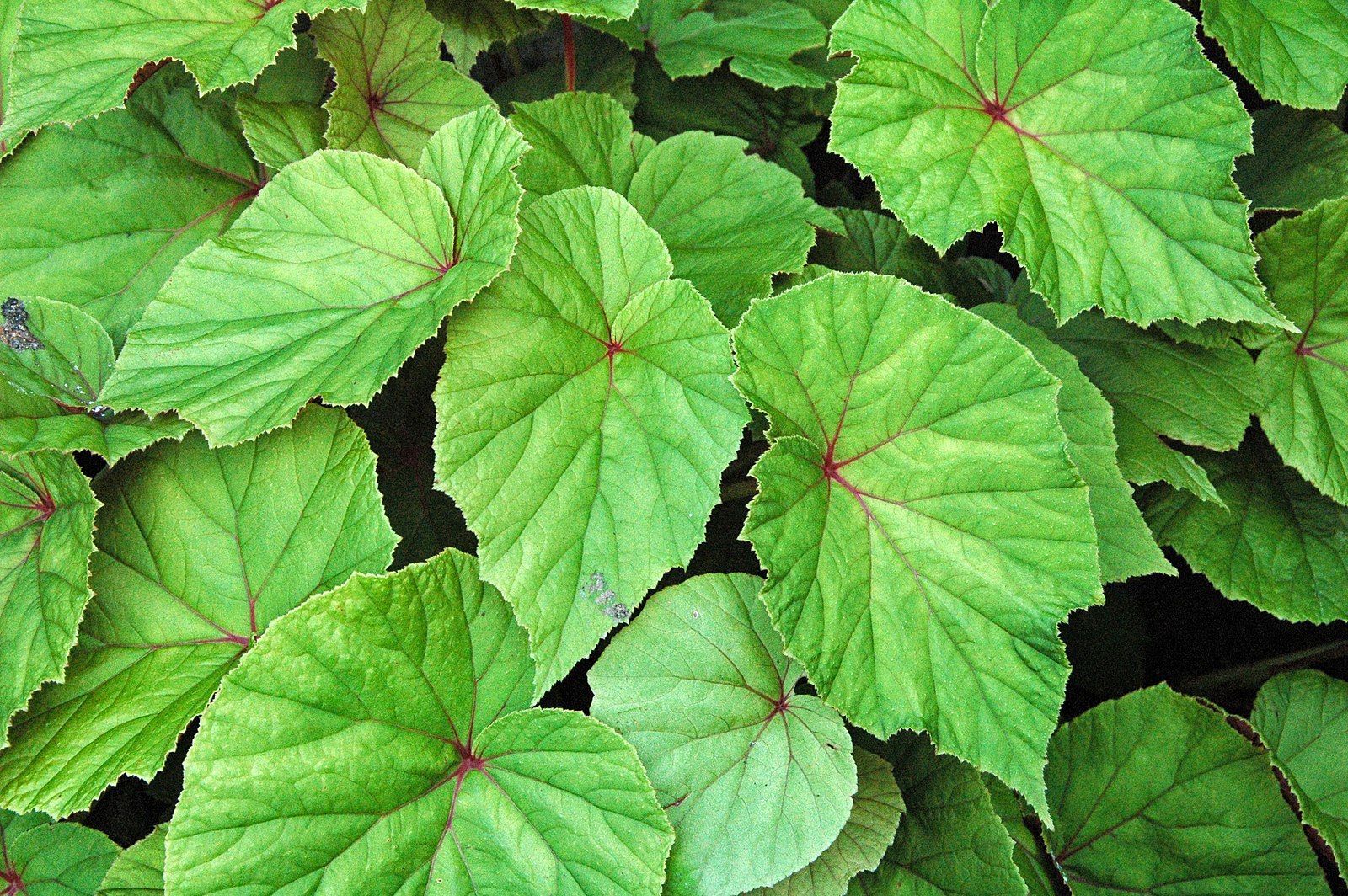 Begonia grandis (hardy begonia) foliage