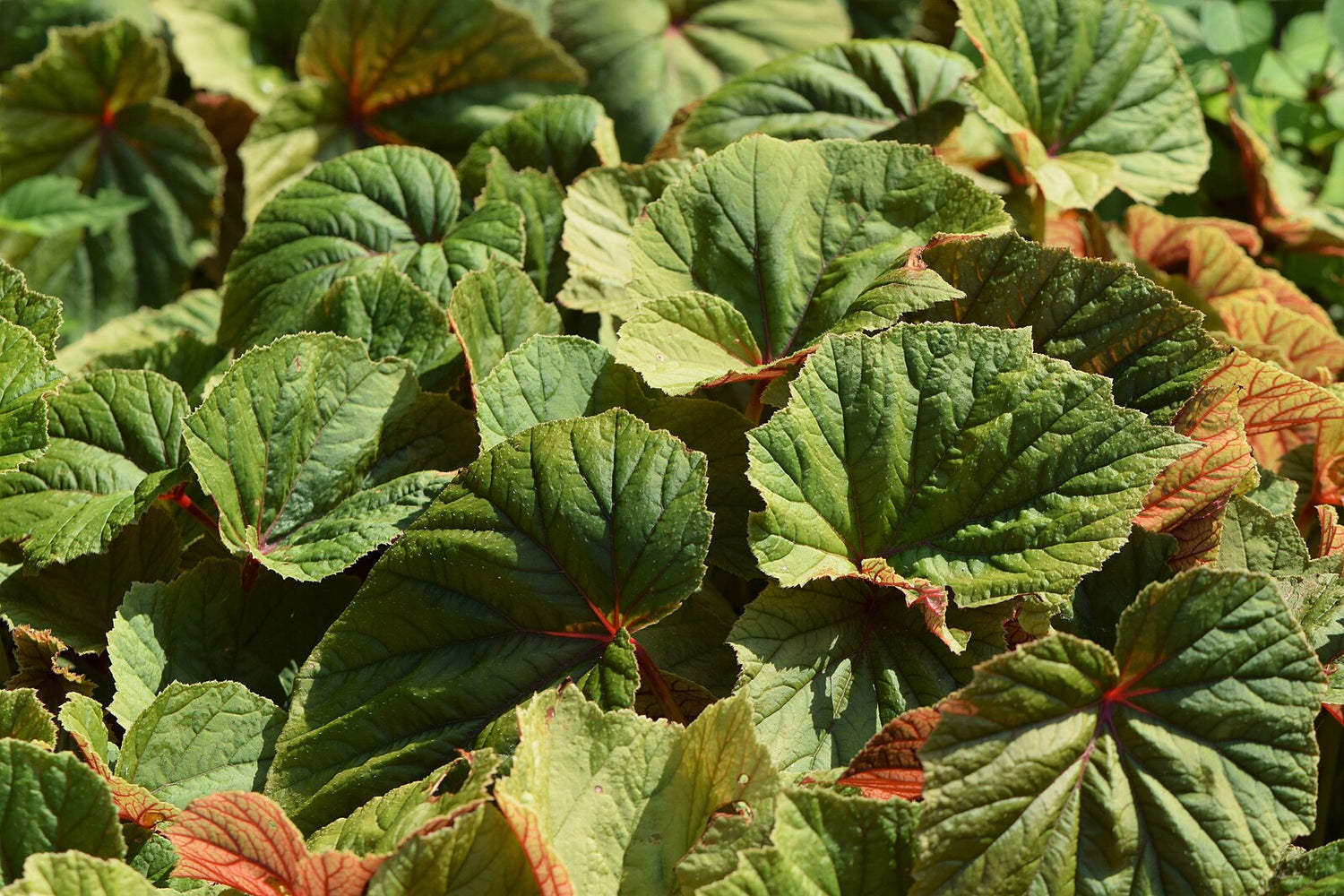 Begonia grandis subsp. evansiana (hardy begonia) foliage