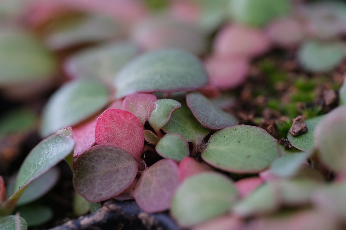 bergenia seedlings